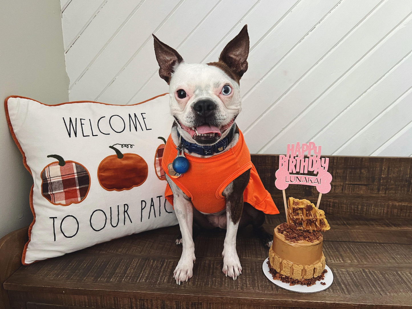 Pup Cake